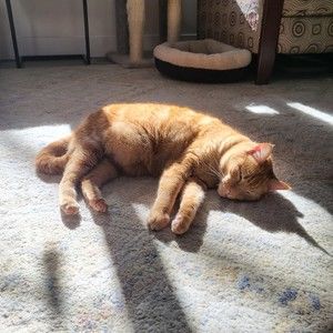 Meet your Posher, Pam